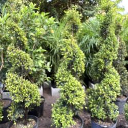 Spirals Topiary In 7 gls Pot. SPECIAL PRICE 🤩