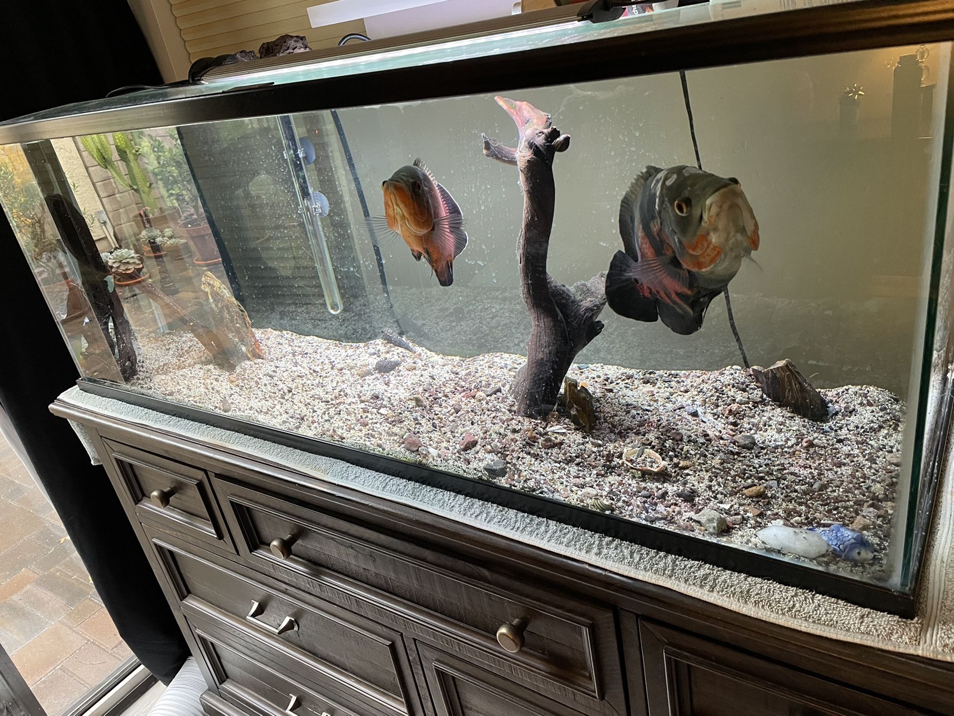 Fish Tank 60 Gallons