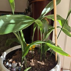 Cast iron Plant In Nice Planter 