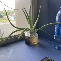 Aloe Plant In Water With Glass Jar