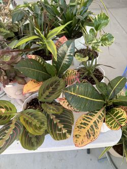 Indoor /outdoor plants