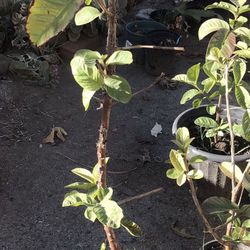 Guava Plant Air-layering台灣 芭樂