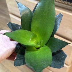 Birdnest Snake Plant