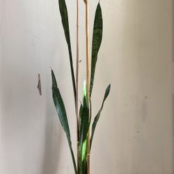 Indoor Mother-in-Law or Snake Plant