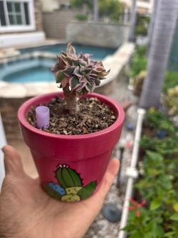Small Succulent plant