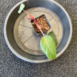 Philodendron dark Lord