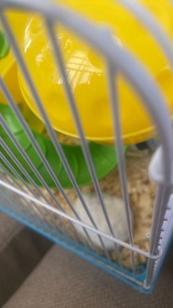 Baby hamster