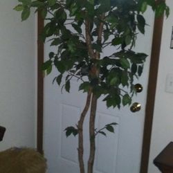 Artificial Ficus Tree In Basket! 