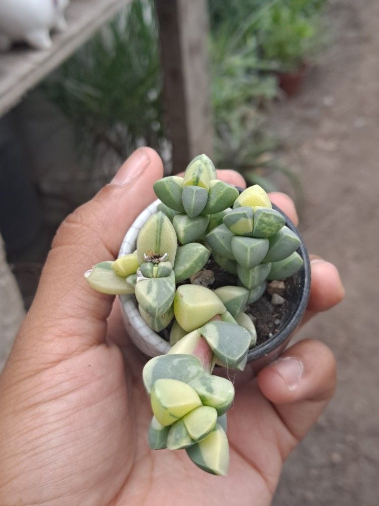 Variegated Succulent