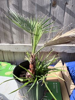 Palm plant