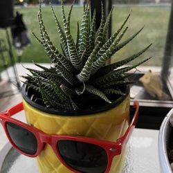 Zebra Plant (Haworthia)
