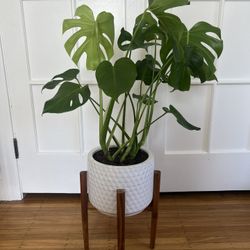 Indoor Plant