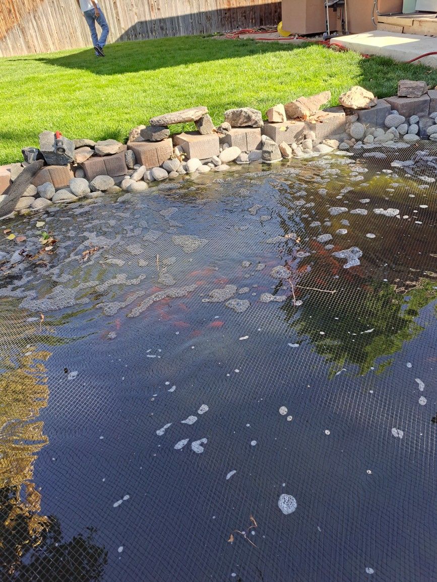 Goldfish