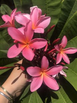 Plumeria plants for sale (shipping available)