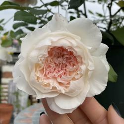 Rare Chinese Rose Plant-[Family Letter] jiashu