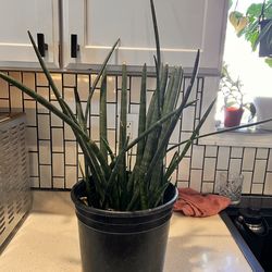 Snake plants