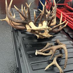 Elk And Deer Antler Sheds