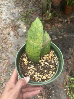 Plants