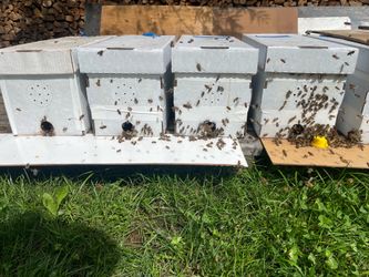 Local Bee nooks - including Carniolan bees 🐝