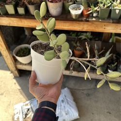 String Of Coins Succulent Plant