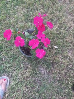 Beautiful Pink Flower Plant $6