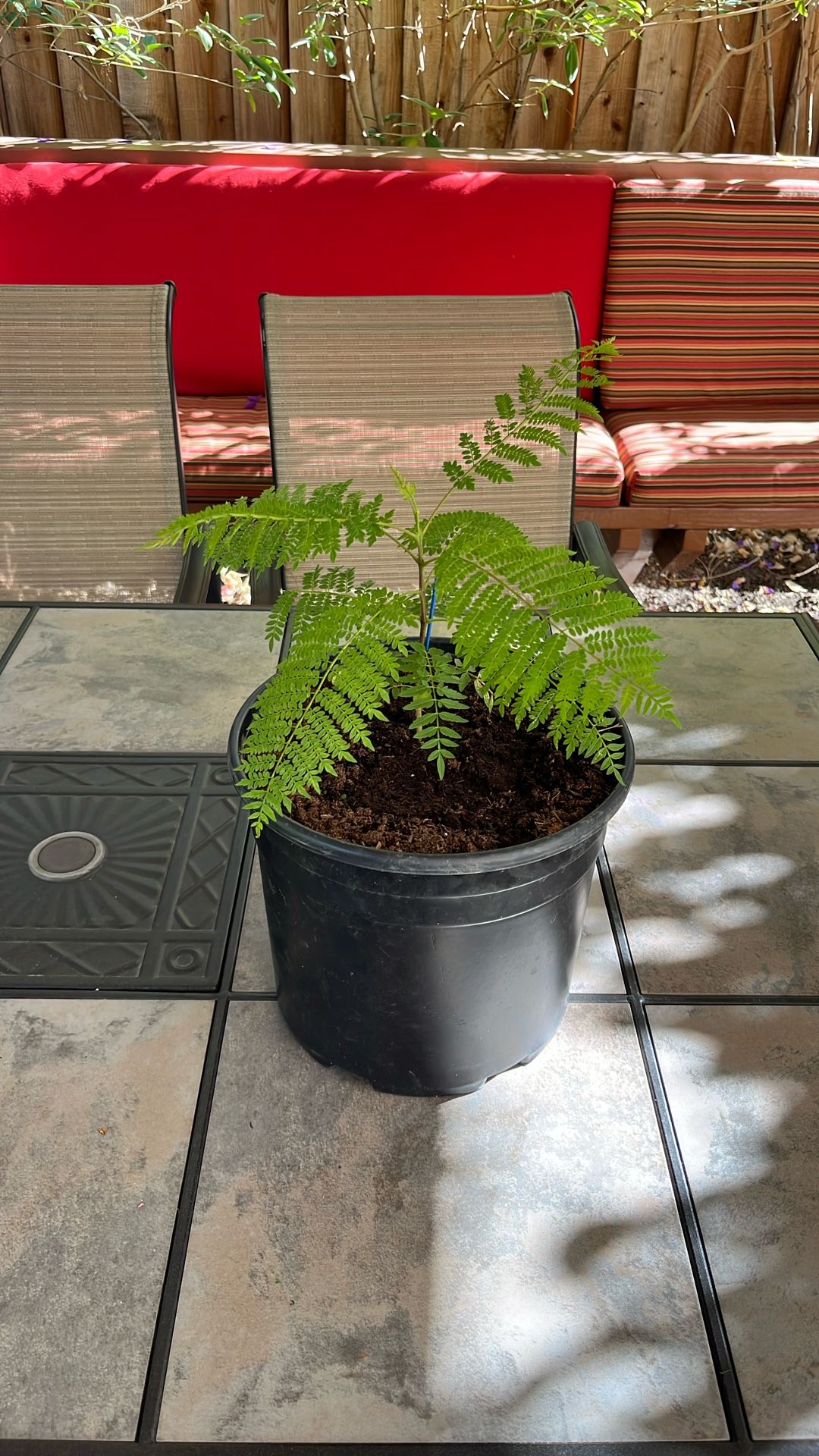 Beautiful Jacaranda Plant