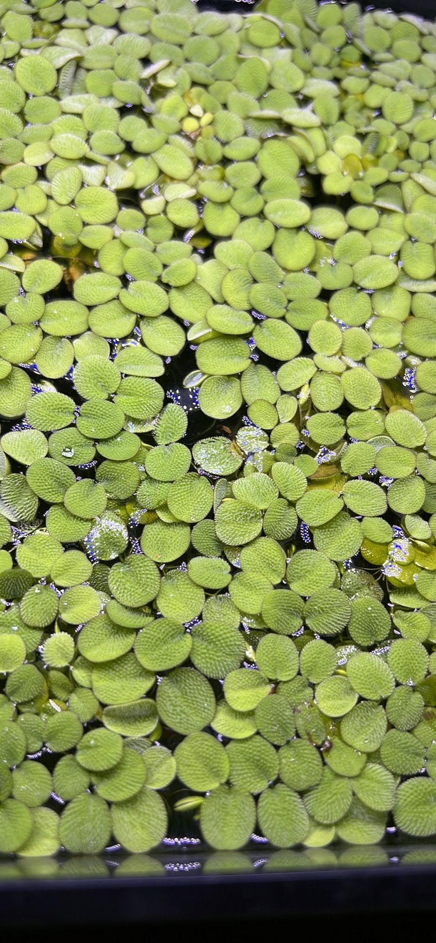 Floating Plants / Aquarium Plants