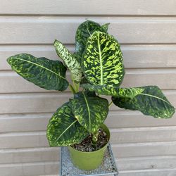 8” dieffenbachia reflector