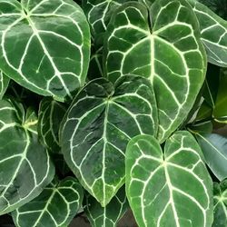 Anthurium crystallinum Starter Plants 