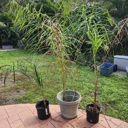 Queen Palm Trees GREAT DEAL