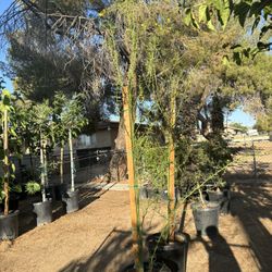 Desert Museum🌼🌳