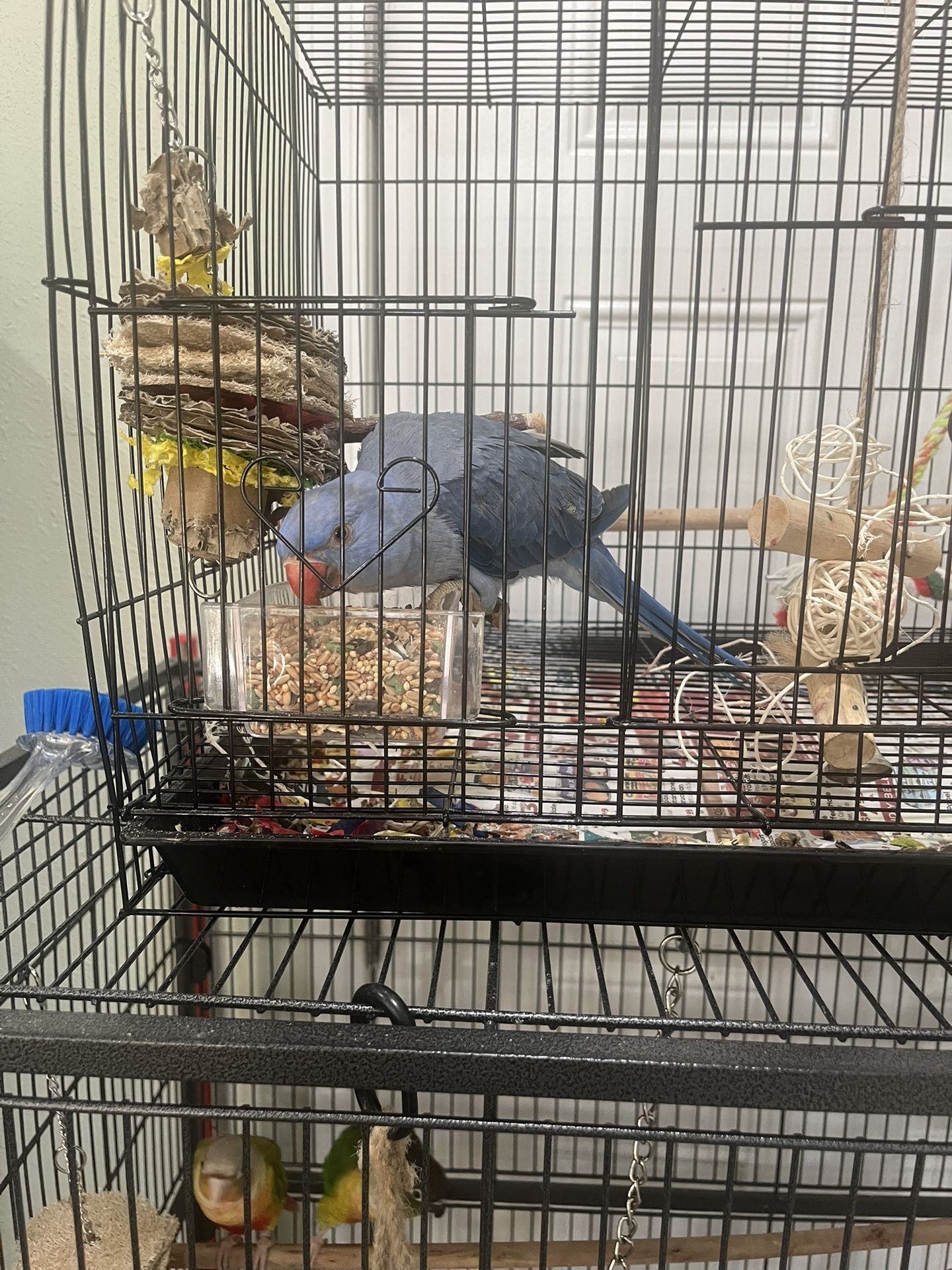 Bird Cage