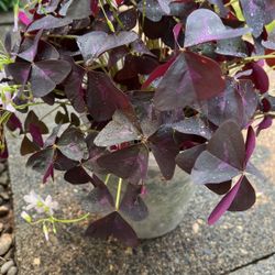 Red Oxalis