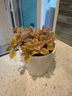 Variegated Baby rose succulent plant in ceramic pot