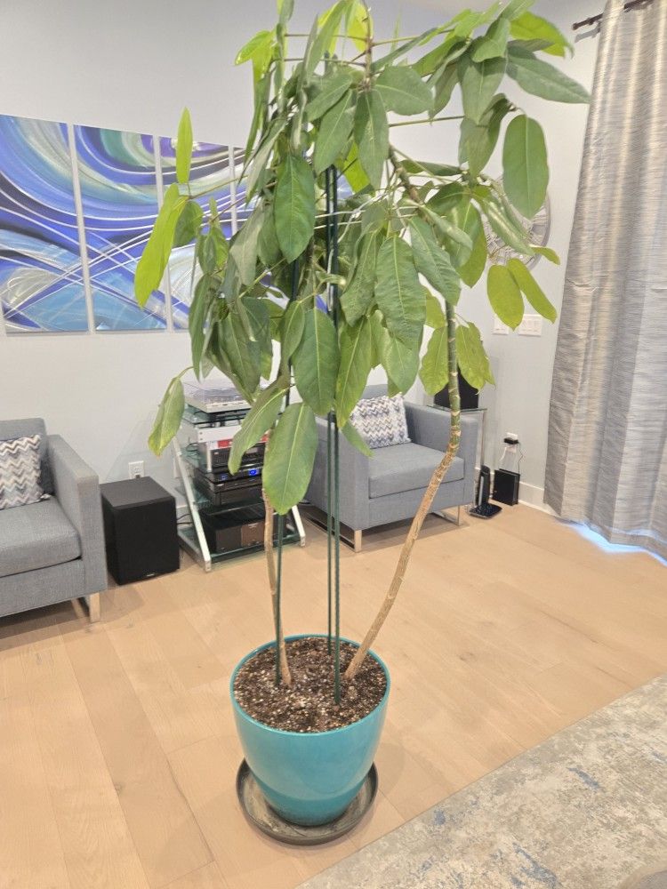 7 Foot Schefflera Houseplant
