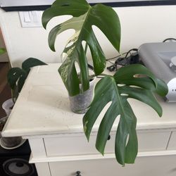 Monstera Albo