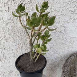 1.5 Gallon Pot Succulent Plant Crassula Ovata Light -  Lemon Jade - Rooted &  Established - Drought Resistant 🪴