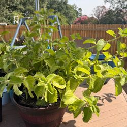 Potted Cuban Oregano Plant in Red Bowl