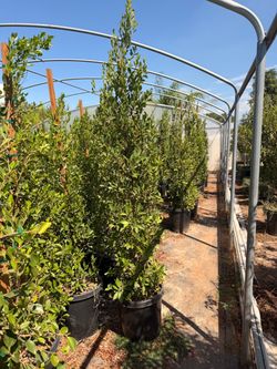 Indian Laurel ficus 15 gallons