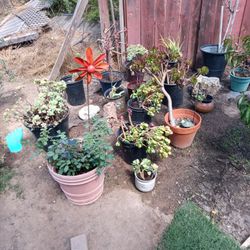 Succulents All Kinds