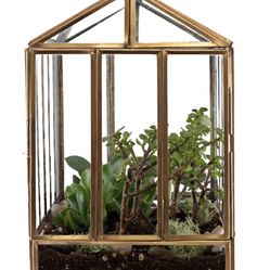 Glass House Succulents Terrarium
