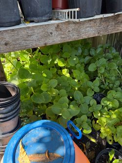 oregano$10