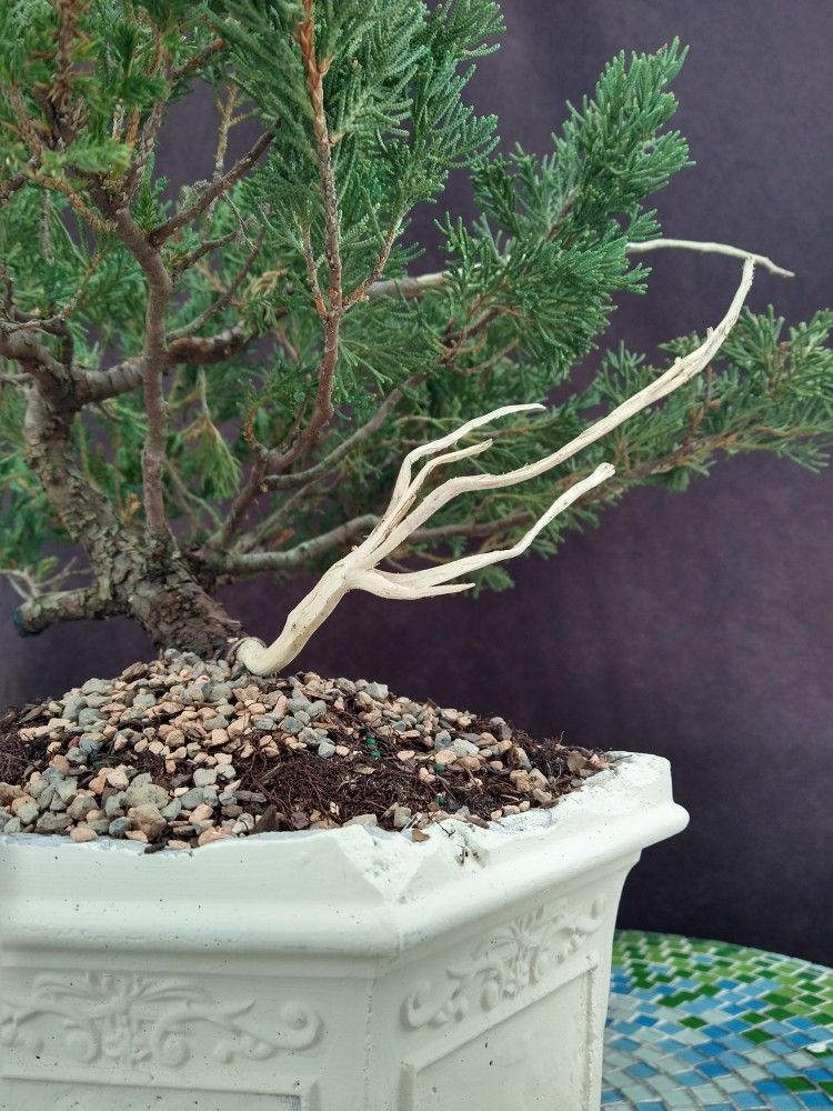 Super offer Bonsai Tree Free Style. Juniper Procumber Nana. 5 Years. Free Shipping