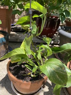 Home and garden plants