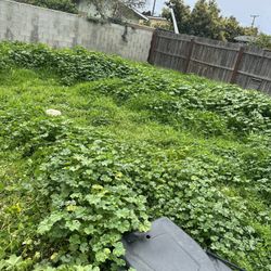 Jardinero