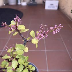 Pink Blooming Succulent 