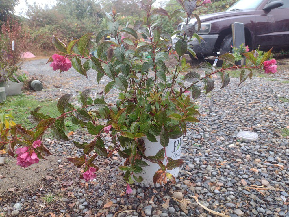 2.5 Gallon Wine And Roses Weigela. It's The Perfect Time To Plant! 