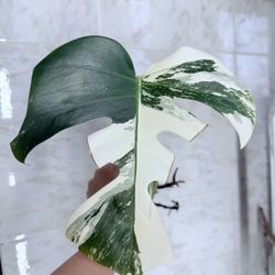 Monstera Albo Cutting 
