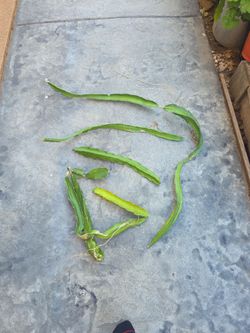 Dragon fruit cuttings