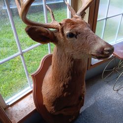 Deer Head